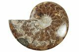 5.3" Polished Ammonite Fossil - Madagascar - #199191-1
